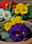 Thumbnail image for Plant Sale, Saturday 15th May – 2 til 4pm